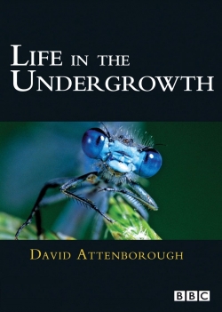 watch Life in the Undergrowth movies free online